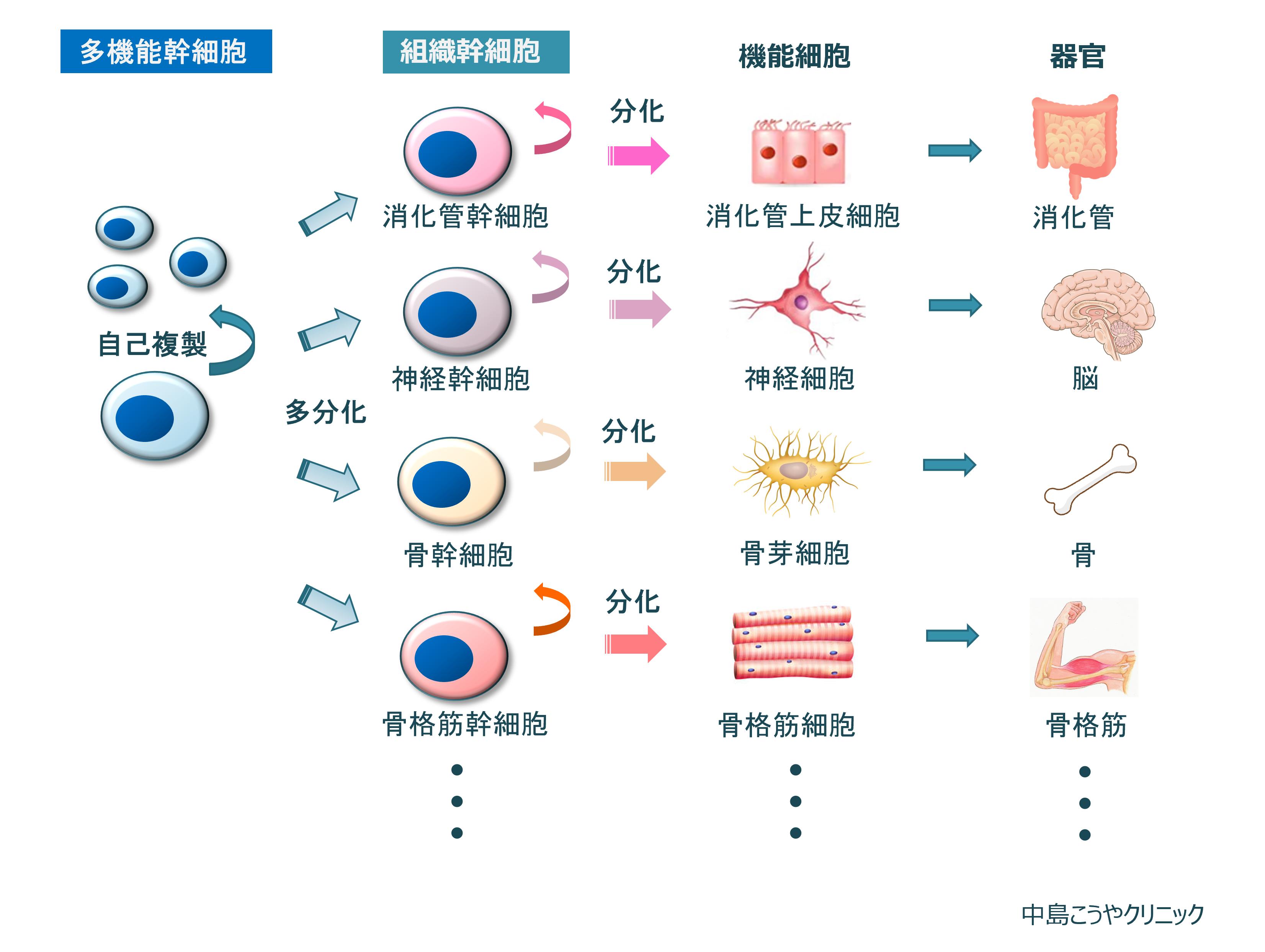 幹細胞の機能と種類